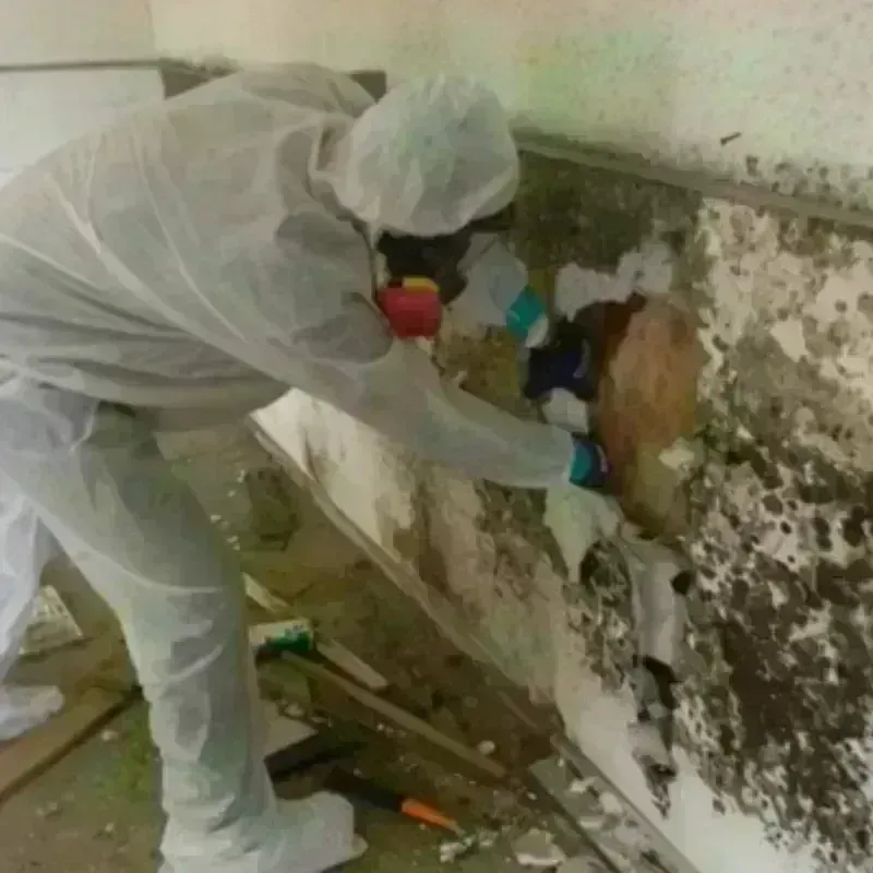 Mold Remediation and Removal in Lisbon, ND